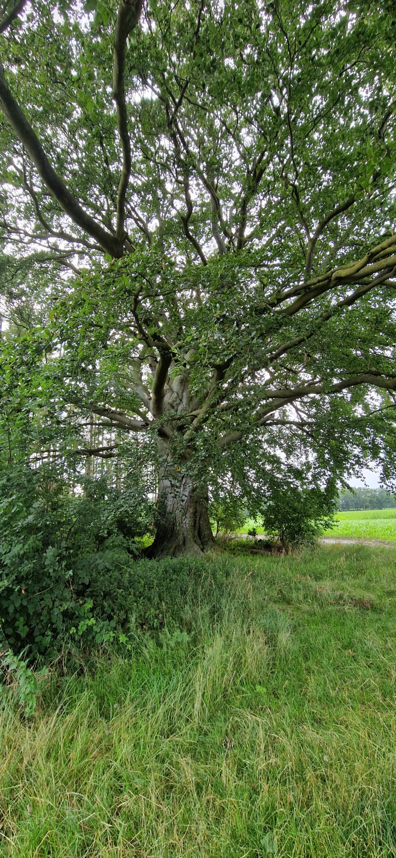 Alte Buche Klein Meckelsen