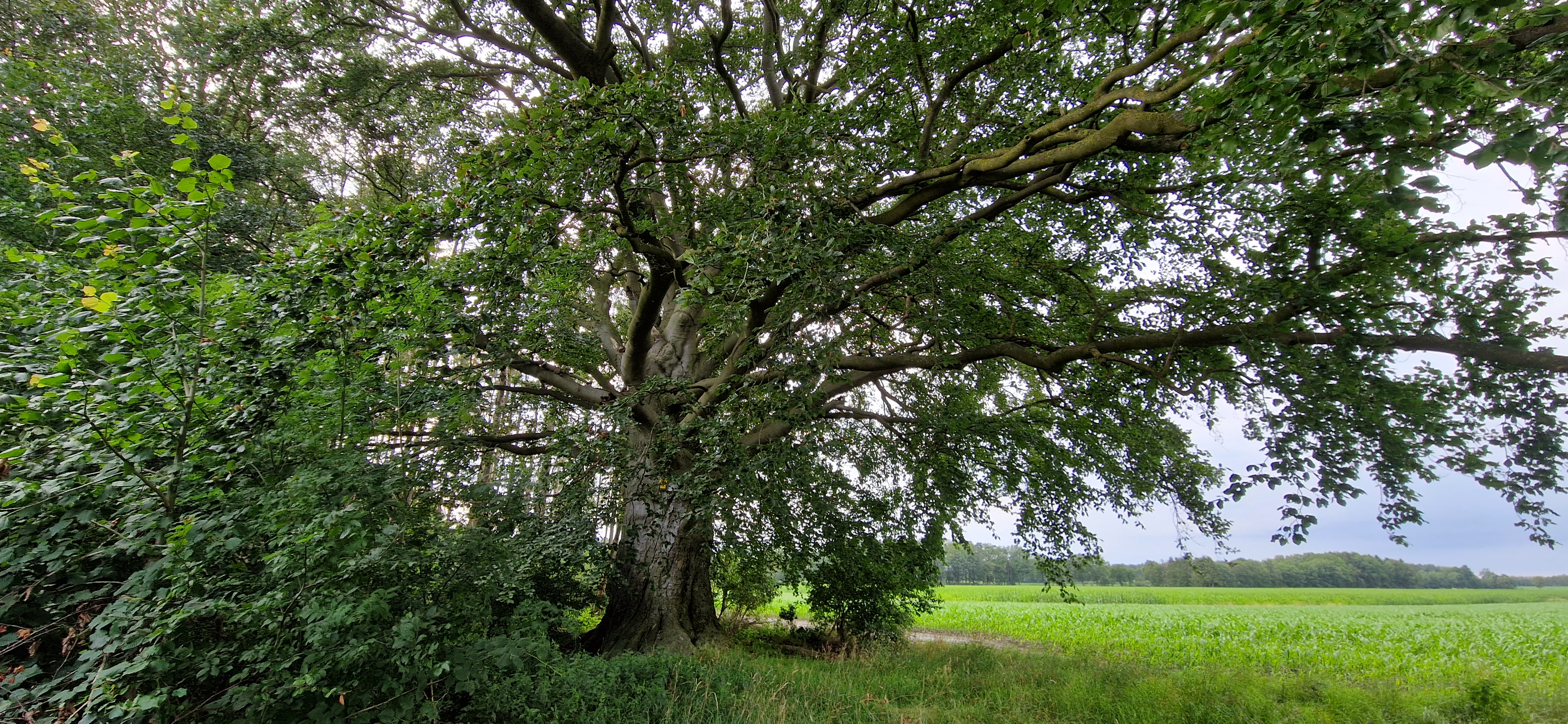 Alte Buche Klein Meckelsen