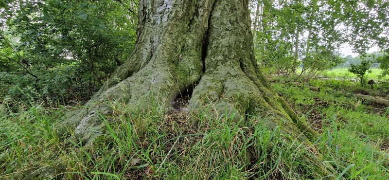 Alte Buche Klein Meckelsen